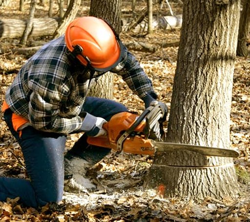 Tree Removal in Fort Hall, ID